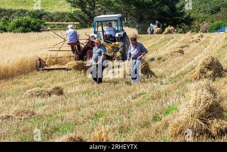 Harvesting Crop Of Oats using traditional methods. Stock Photo