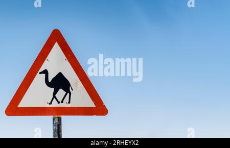 Caution sign for crossing Camels on a rural desert road in the Middle East, set against a blue sky backdrop with ample copy space. Stock Photo