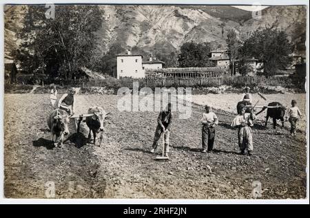 Grece, Macedoine : paysans labourant un champ avec des charrues - Carte postale 1914-1918 Stock Photo