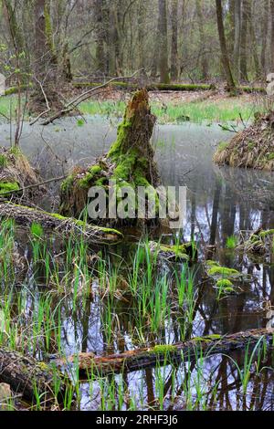 old dead wooden stump on bog in spring forest Stock Photo