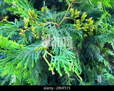 Green Thuja Hedge Tileable Seamless Texture Stock Photo