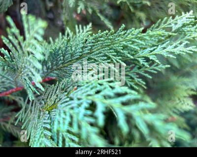 Green Thuja Hedge Tileable Seamless Texture Stock Photo