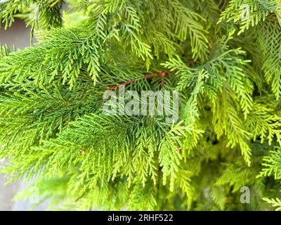 Green Thuja Hedge Tileable Seamless Texture Stock Photo