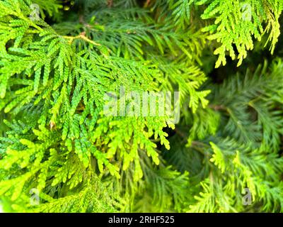 Green Thuja Hedge Tileable Seamless Texture Stock Photo