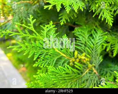 Green Thuja Hedge Tileable Seamless Texture Stock Photo