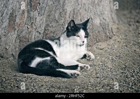Young Tuxedo Cat lying outdoors. Horizontal image with selective focus. Stock Photo