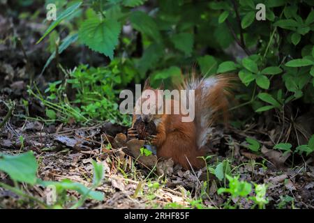 Funny squirrel eats a nut in the park Stock Photo