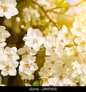 Spring Flowers. Beautifully Blossoming Tree Branch. Cherry - Sakura And 