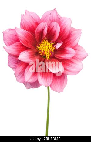 A single pink dahlia isolated on white Stock Photo - Alamy