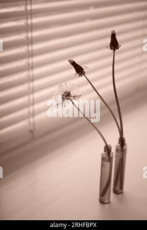 Three dandelion flowers in a thin vases on the windowsill. Sepia photo Stock Photo