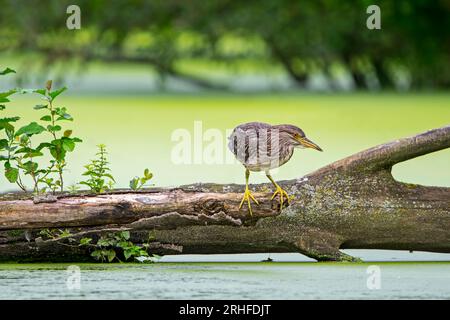 Black-crowned night-heron / black-capped night-heron (Nycticorax nycticorax) juvenile resting on fallen tree trunk in water of pond in summer Stock Photo
