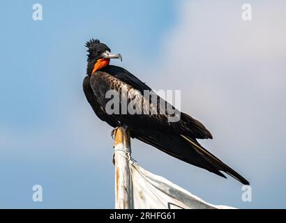 Frigate Bird JPC FG +α A Christmas Island Frigatebird (Fregata andrewsi) perched on a