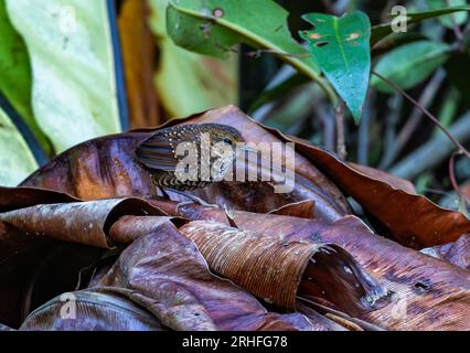 A tiny Pygmy Cupwing (Pnoepyga pusilla) foraging on forest floor. Java, Indonesia. Stock Photo