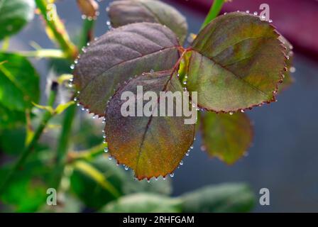 water, dew droplets on the edge of rose leaves Stock Photo