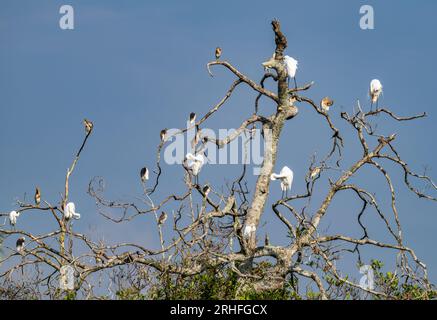 Javan Pond-Herons (Ardeola speciosa) and Great Egrets (Ardea alba) on a big tree. Sumatra, Indonesia. Stock Photo