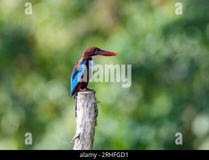 A White-throated Kingfisher (Halcyon smyrnensis) perched on a wooden post. Sumatra, Indonesia. Stock Photo