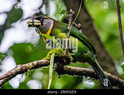 A Fire-tufted Barbet (Psilopogon pyrolophus) perched on a branch. Sumatra, Indonesia. Stock Photo