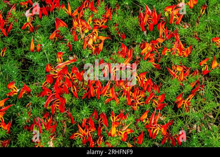 Beautiful Lotus Berthelotii flower plant with a drop of water inside close up. Red flowers of Parrot Beak endemic of Canary Island Stock Photo