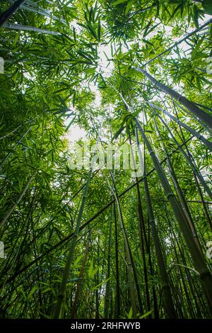 bamboo forest Stock Photo