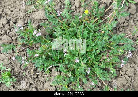 In the field, like a weed in nature grows Erodium cicutarium Stock Photo