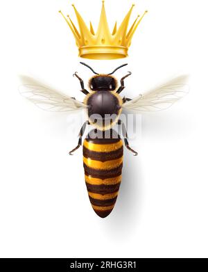 Realistic Bee Queen Mother with Golden Crown. Detailed Illustration of a Queen Bee on White. Macro Insect, Concept of Food Industry, or Beekeeping Stock Vector