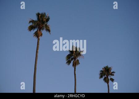 row of palm trees seen against an empty blue sky at dusk in St Kilda, Melbourne, Victoria, Australia Stock Photo