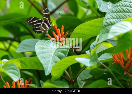 Zebra longwing (Heliconius charithonia) butterfly on a flowering native firebush (Hamelia patens) at a Jacksonville, Florida, botanical garden. (USA) Stock Photo