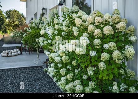 Beautiful and delicate Hydrangea flowers in the garden. House with nicely landscaped front yard in summer. Peegee Hydrangea flowers around the house. Stock Photo