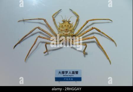 Spiny marine organisms exhibited at Zhejiang Museum of Natural History attract visitors, Hangzhou City, east China's Zhejiang Province, 15 August, 202 Stock Photo