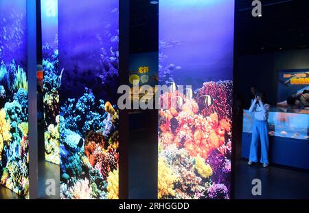 Spiny marine organisms exhibited at Zhejiang Museum of Natural History attract visitors, Hangzhou City, east China's Zhejiang Province, 15 August, 202 Stock Photo