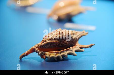 Spiny marine organisms exhibited at Zhejiang Museum of Natural History attract visitors, Hangzhou City, east China's Zhejiang Province, 15 August, 202 Stock Photo