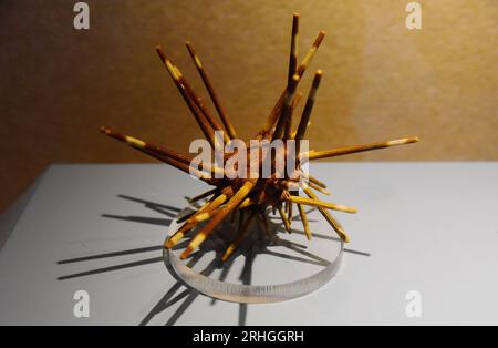 Spiny marine organisms exhibited at Zhejiang Museum of Natural History attract visitors, Hangzhou City, east China's Zhejiang Province, 15 August, 202 Stock Photo