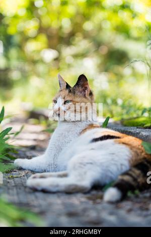 The wild cat lies on the ground and looks into the camera Stock Photo