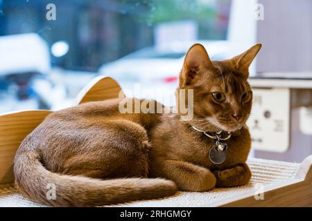 The cat lies on the table and looks into the camera Stock Photo