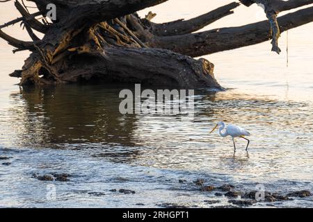 Elegant great egret wading along the shoreline amidst giant driftwood on Boneyard Beach at Big Talbot Island State Park in Jacksonville, FL. (USA) Stock Photo