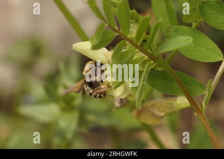 Natural closeup on a male Longhorn solitary bee, Eucera, sipping nectar from a Lathyrys flower Stock Photo