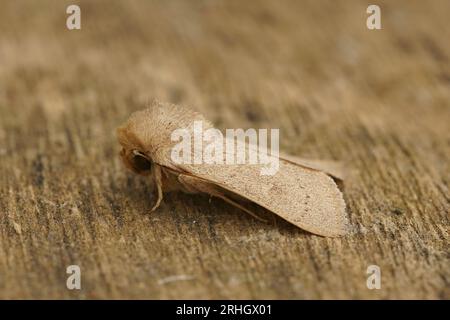 Detailed closeup on the light brown colored Clay owlet moth, Mythimna ferrago Stock Photo