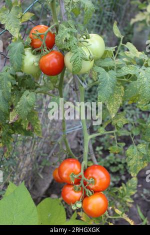 Tomato plant with red and green tomatos Stock Photo - Alamy