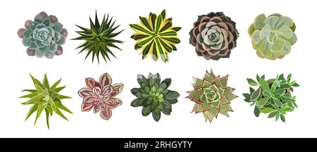 Bundle of different succulent plants top view.  Stock Vector