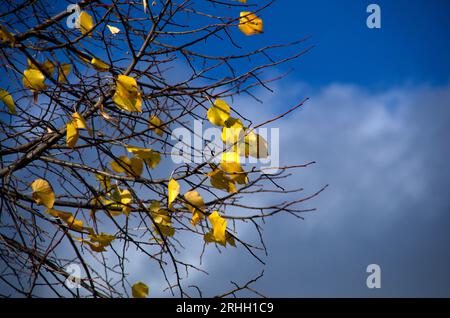 primo piano su sfondo sfuocate di foglie in autunno Stock Photo
