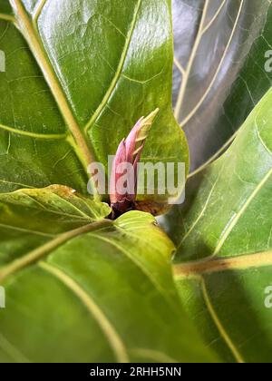 Ficus lyrata close-up. Fiddle leaf tree leaves. Fresh new green gem growing from fig tree. Houseplant Stock Photo