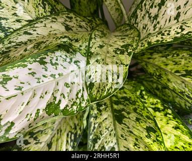 Dumbcane , Dieffenbachia seguine. dumb cane or leopard lily. Green leaves, tropical foliage. Ornamental plant. Houseplant, biophilia concept, growing Stock Photo