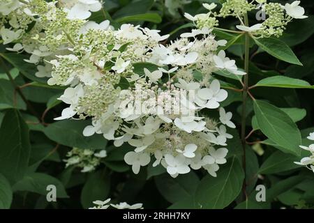 Hydrangea Paniculata Chantilly Lace Flowers Stock Photo Alamy hydrangea-paniculata-chantilly-lace-flowers-stock-photo-alamy