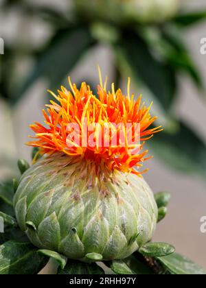 Safflower - Carthamus tinctorius - aka false saffron growing in verge ...
