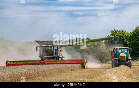 Lincolnshire, UK - A combine harvester gathering the corn on a summer’s day as it transfers to wheat to a waiting tractor and trailer for delivery to the grain store Stock Photo