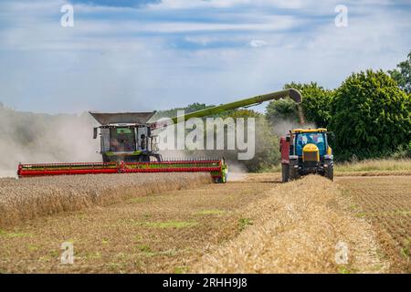 Lincolnshire, UK - A combine harvester gathering the corn on a summer’s day as it transfers to wheat to a waiting tractor and trailer for delivery to the grain store Stock Photo