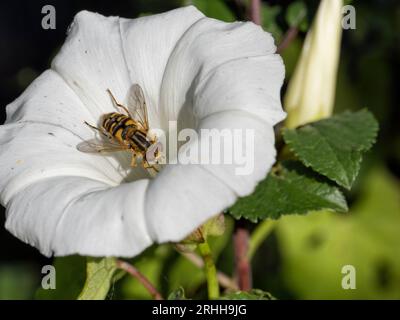 Helophilus pendulus (footballer) hoverfly inside a white bindweed flower head Stock Photo