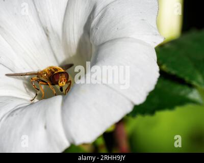Helophilus pendulus (footballer) hoverfly inside a white bindweed flower head Stock Photo