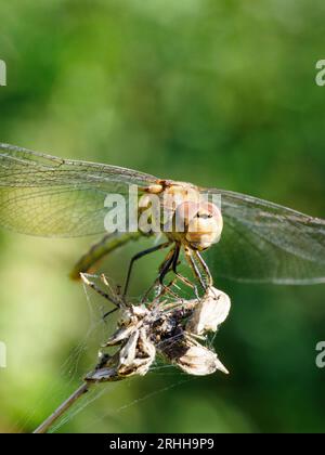 Common darter - Sympetrum striolatum Stock Photo