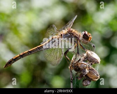 Common darter - Sympetrum striolatum Stock Photo